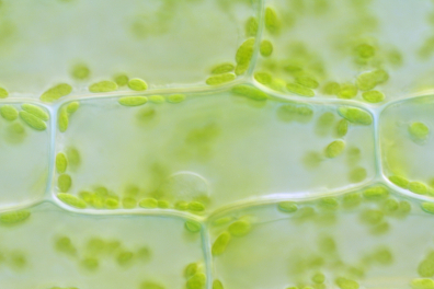 Cellule chlorophyllienne d'Elodée avec chloroplastes x110